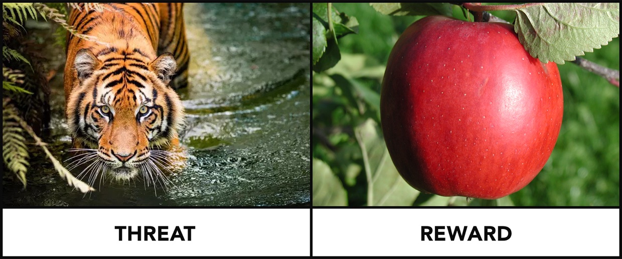 A tiger labelled THREAT next to an apple labelled REWARD